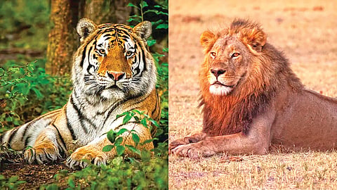 Lion and tiger difference |