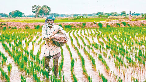 Crop loan | 