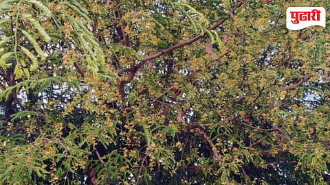 Indapur tamarind production