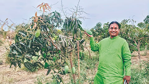 Pandharpur Mango farming: पहिल्याच वर्षी 20 टन केशर आंब्याचे उत्पादन