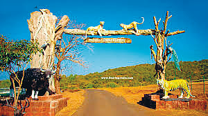 Chandoli National Park