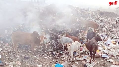 Pali dumping ground pollution issue