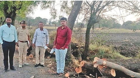 illegal tree cutting