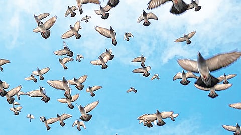 Bird migration |