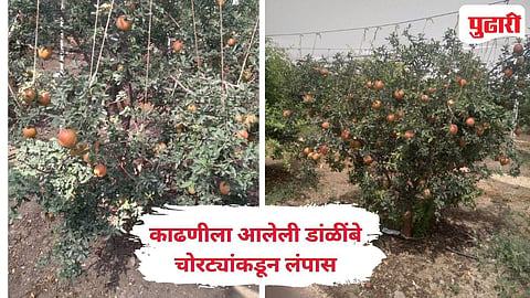 Solapur Theft | चोरट्यांनी मारला डाळिंबाच्या बागेवरच डल्ला,