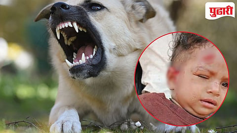 Chandagad dog attack | चंदगड शहरात पिसाळलेल्या दोन कुत्र्यांचा धुमाकूळ :