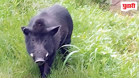 Wild boar attack