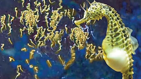 seahorse reproduction |