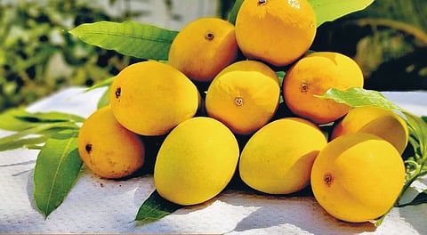 Hapus mango season |