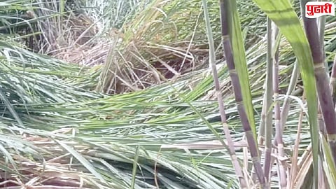 unseasonal rain crop damage