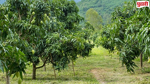 Fruit cultivation benefits farmers