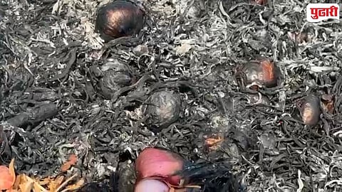 Solapur Onion Market Collapse 
