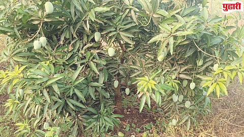 Unseasonal rain mango crop damage