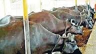 Veterinary Services