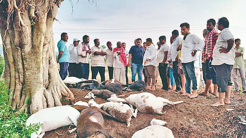 Satara lightning strike: कोंडवे येथे वीज पडून 18 बकऱ्या ठार 