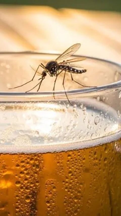 Beer Mosquito Risk : बीअर पिताय? मग डासांपासून सावधान!