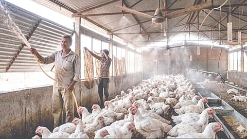 Poultry business: कडक उन्ह, वजन डाऊन! कुक्कुटपालन व्यवसायाला तडाखा