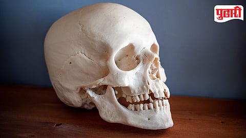 Human Skull