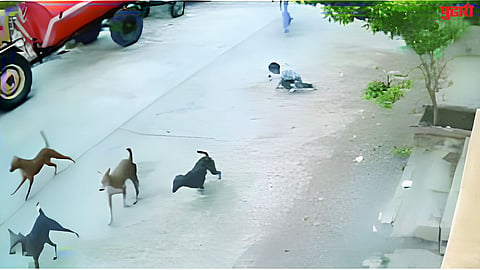 Stray Dogs Attacks