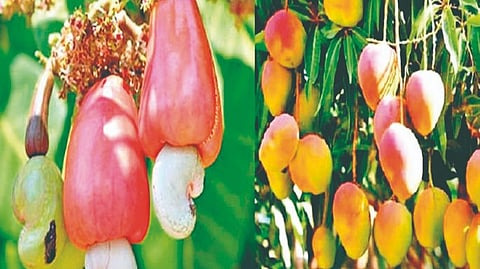Mango Cashew Crop
