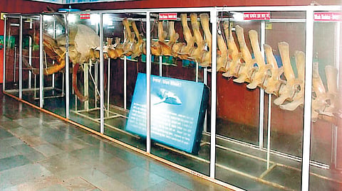 Ratnagiri |
