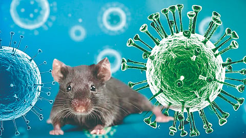 Hantavirus |