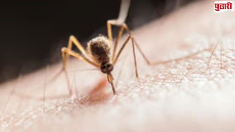 Sambhajinagar Dengue Cases