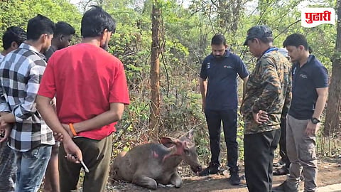 Chandrapur news | वाळू तस्करीचा वन्यजीवांवर कहर; जुनोना मार्गावर सांबर गंभीर जखमी