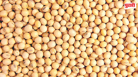 Soybean Price Hike