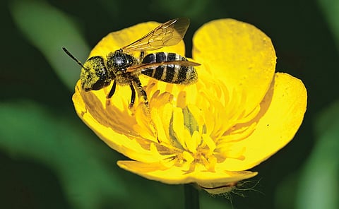 Insect population decline |
