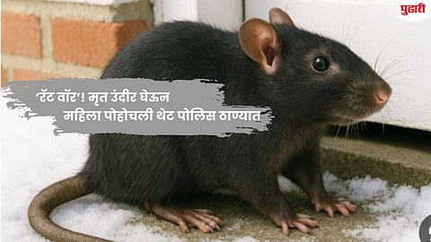 Rat War