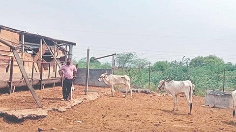 Satara: वादळी वाऱ्यात तरडगाव येथील गोशाळेचे पत्रे उडाले