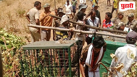 Thane leopard captured