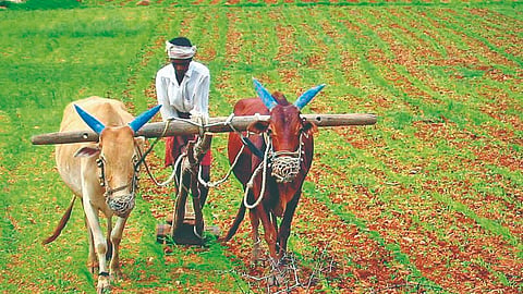 Nipani soybean demand: खरिपासाठी निपाणीला हवे १०० टन सोयाबीन