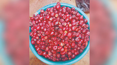 Kokum Crop