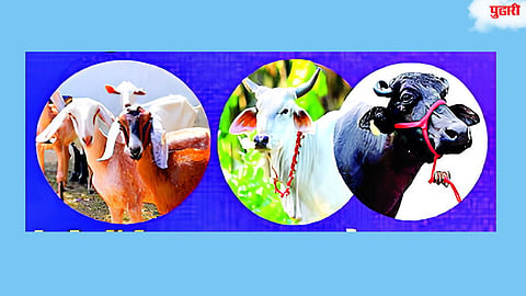 Livestock Farmers