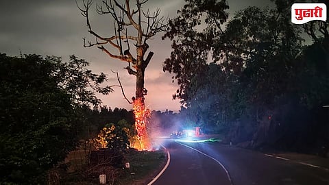 Radhanagari Burning Tree 