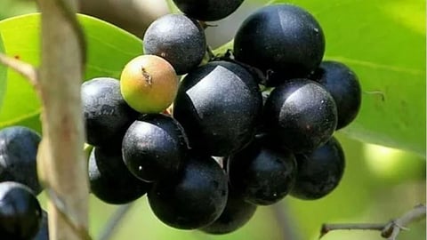 Jamun - karvand : जांभूळ - करवंद उन्हाळी रानमेवा आहे आरोग्याचा ठेवा! 