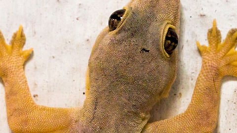 Home Remedies for Lizards