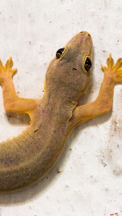 Home Remedies for Lizards
