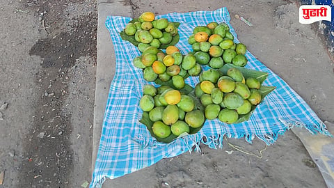 Palghar Mango
