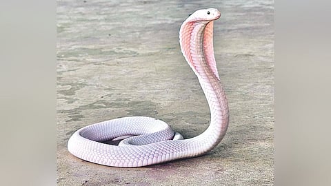 Cobra Snake
