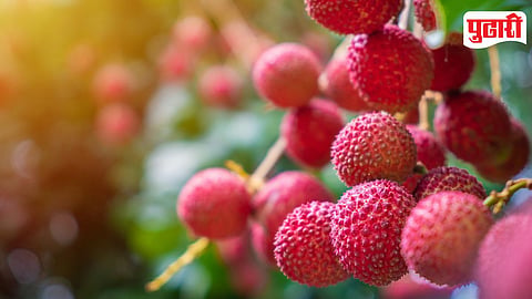 Lichi