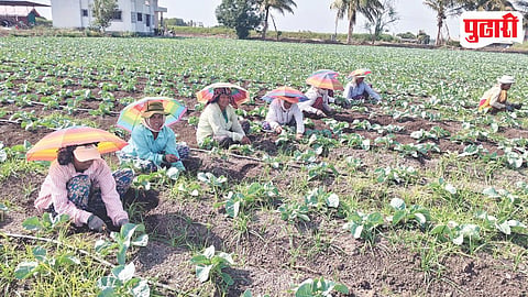 Farm Labour Women Heatwave