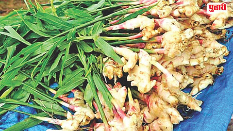 Ginger Farming