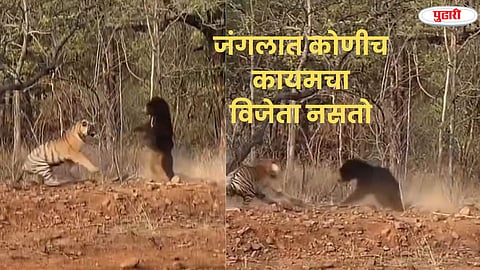 Tiger vs Bear