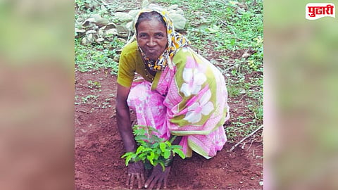 Chandrapur News : तेंदूपत्ता संकलनासाठी गेलेल्या महिलेचा वाघाच्या हल्ल्यात मृत्यू, नागभीड तालुक्यातील घटना 