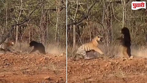 Tiger fight sloth bear in Tadoba 