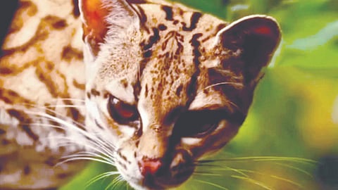 Leopard Cat