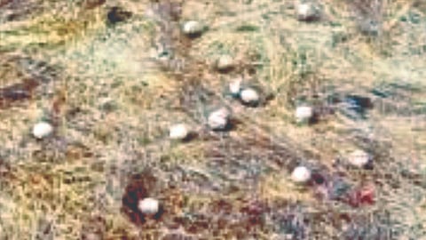 Jambhari Bomb Blast